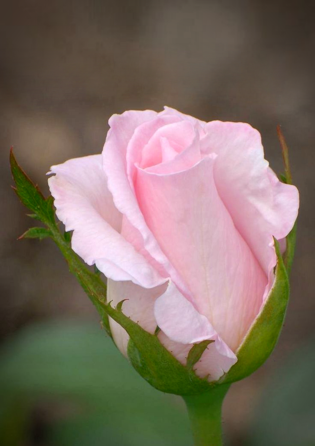 Розовый бутон. Розовые розы. Бутон розовой розы