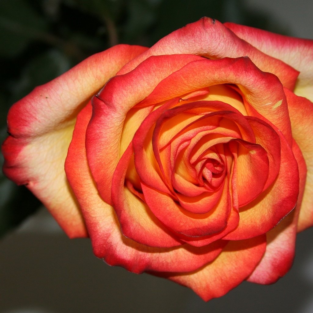 Роза сорт Кимберли