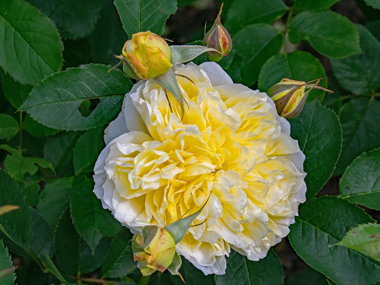 Роза шраб Пилигрим желтая