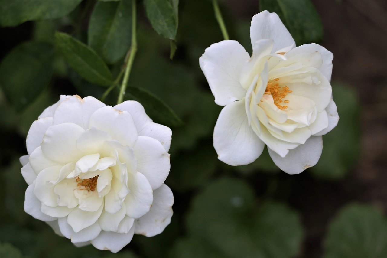Роза белоснежка фото и описание