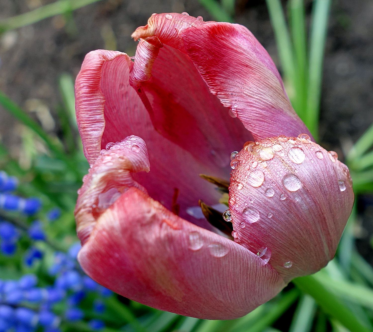 Тюльпаны с каплями дождя