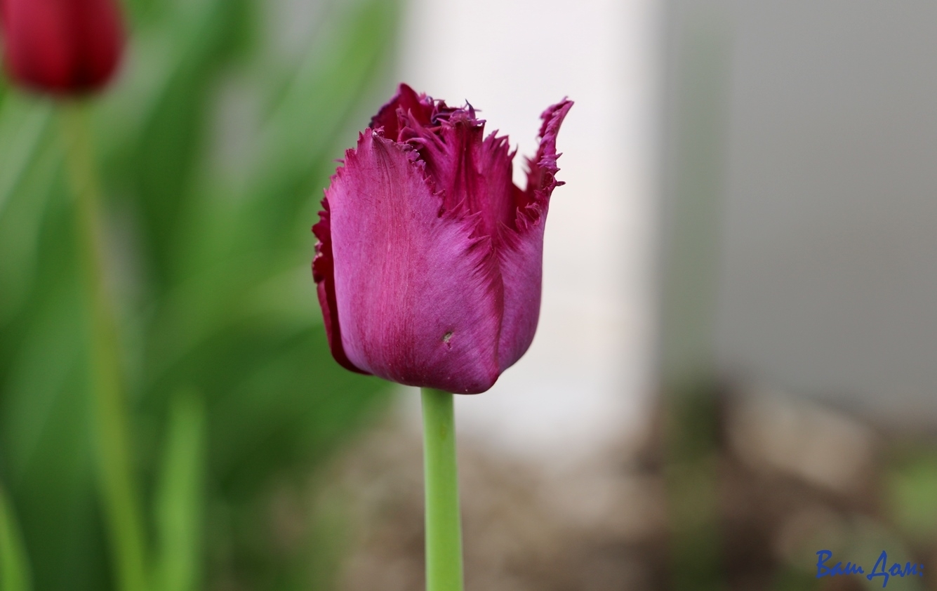 Тюльпан лион кинг фото и описание