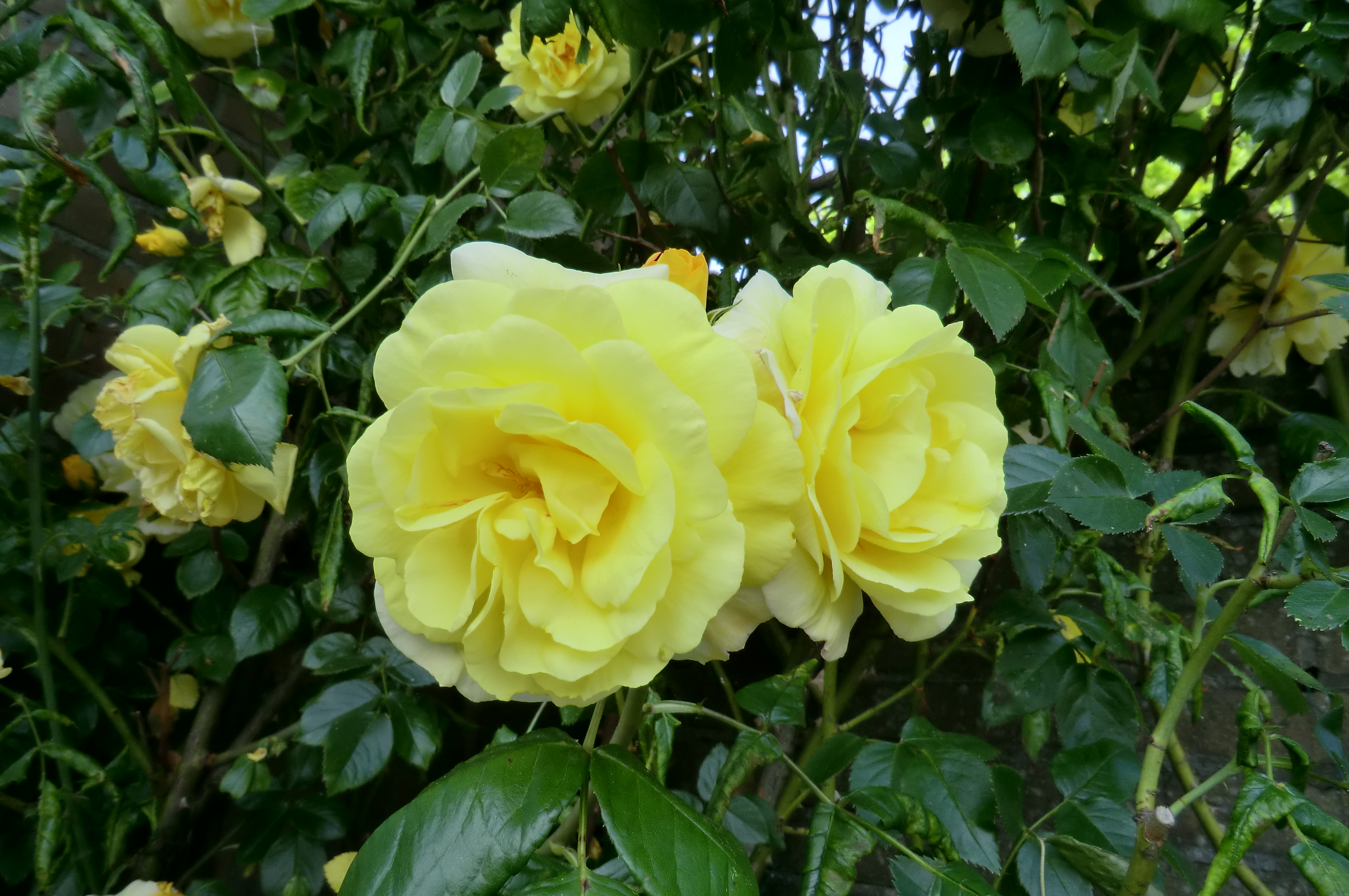 Флорибунда Желтая Роза