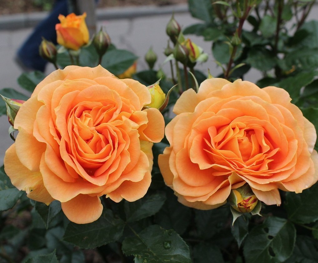 Роза флорибунда голделз фото и описание