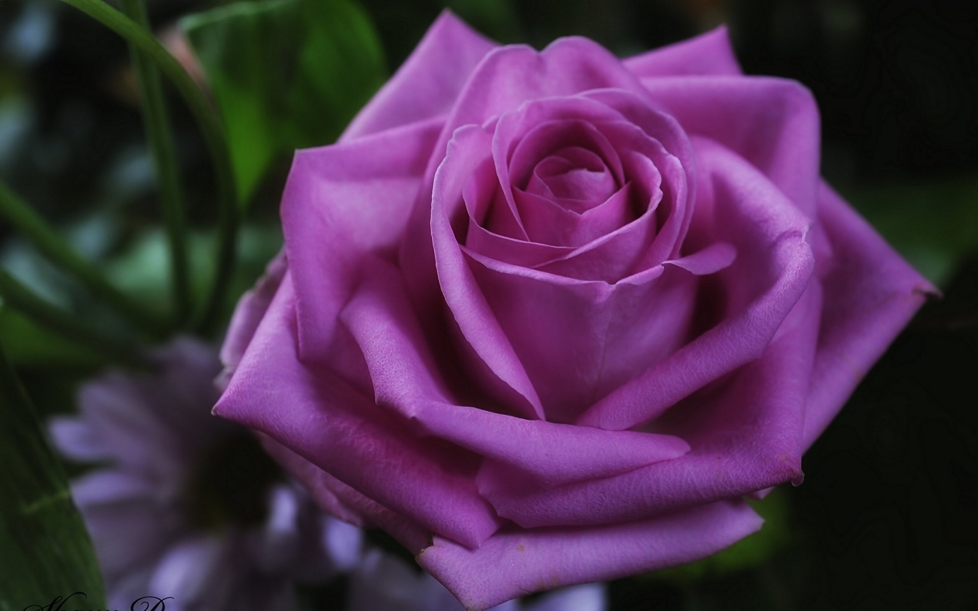 Роза чайно гибридная юрианда (57 фото) 