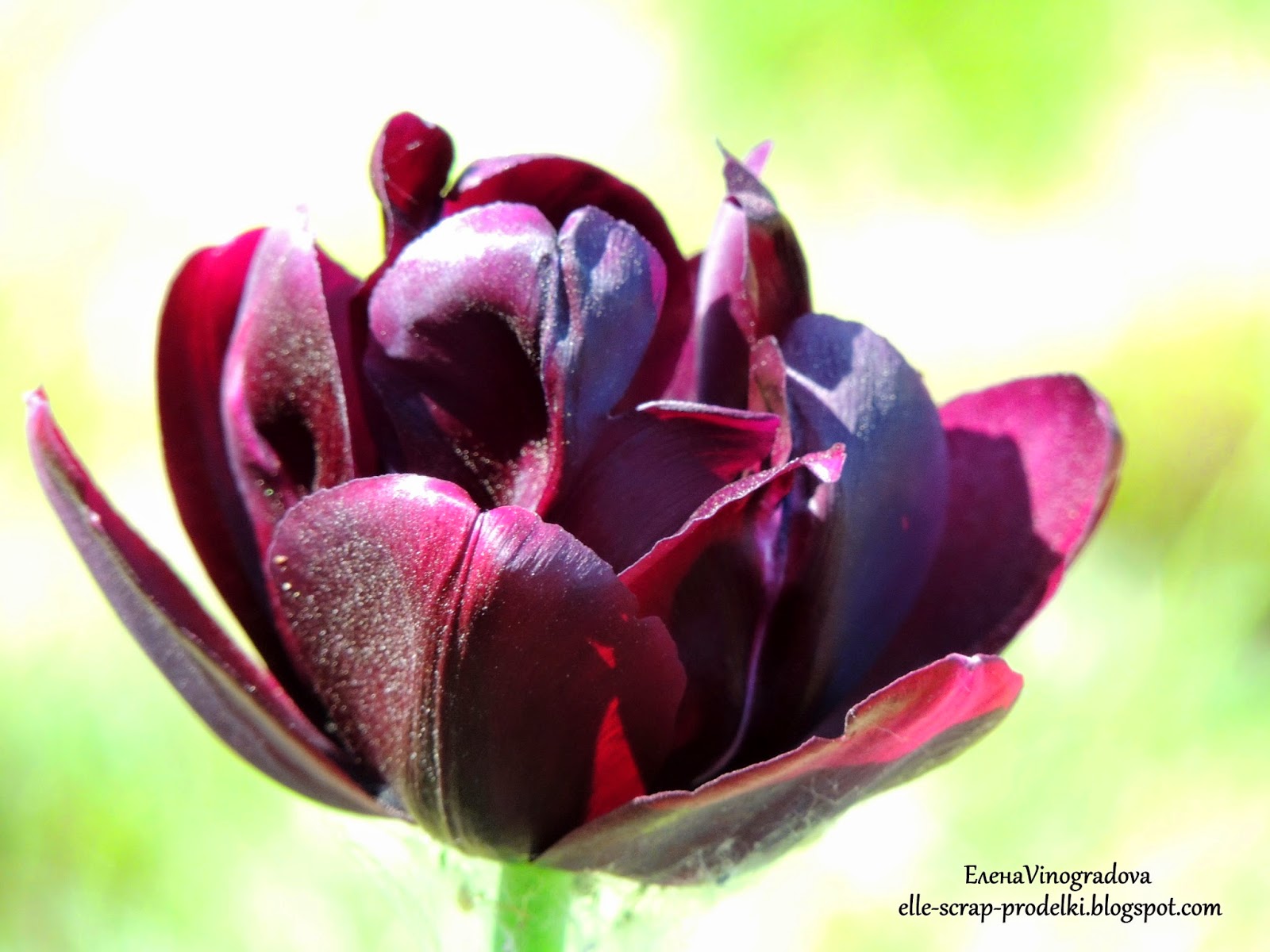 George Rigaud чёрный тюльпан