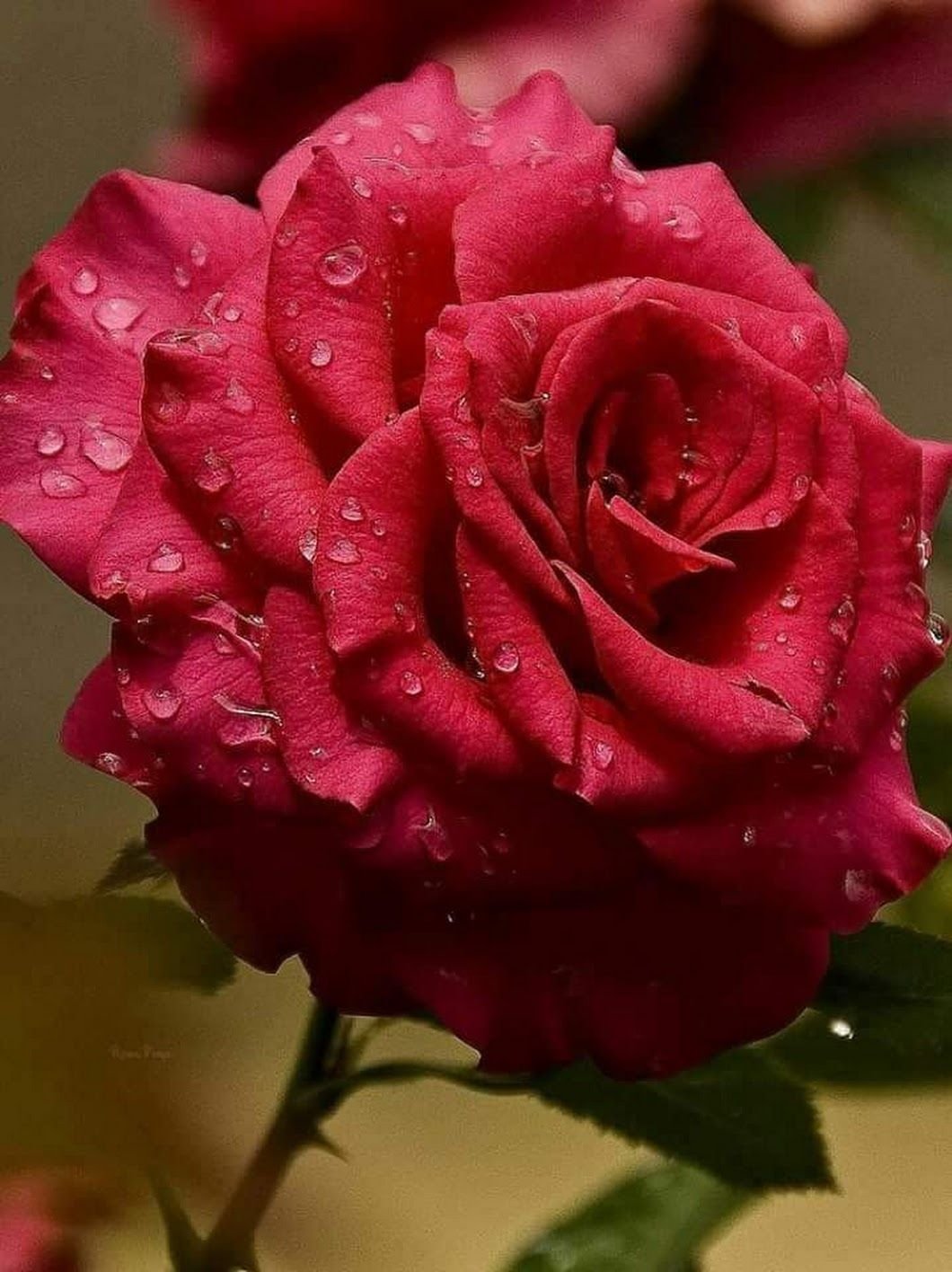 Большие розочки. Крупные розы. Красные розы. Красивая Розочка.