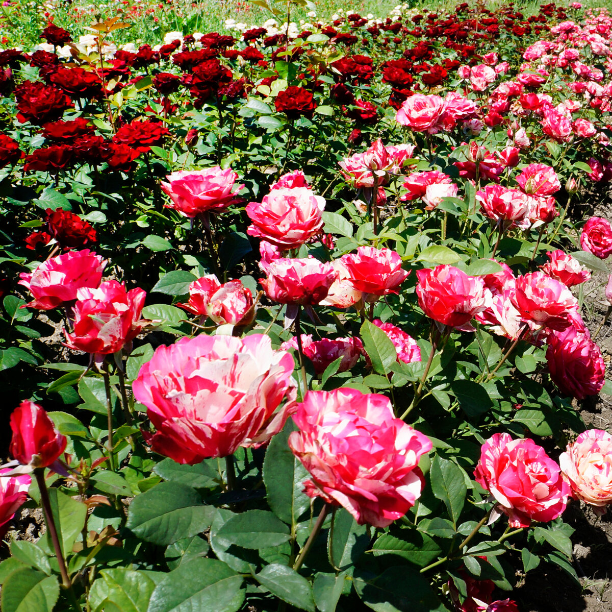 Роза аппалачи канадская фото и описание