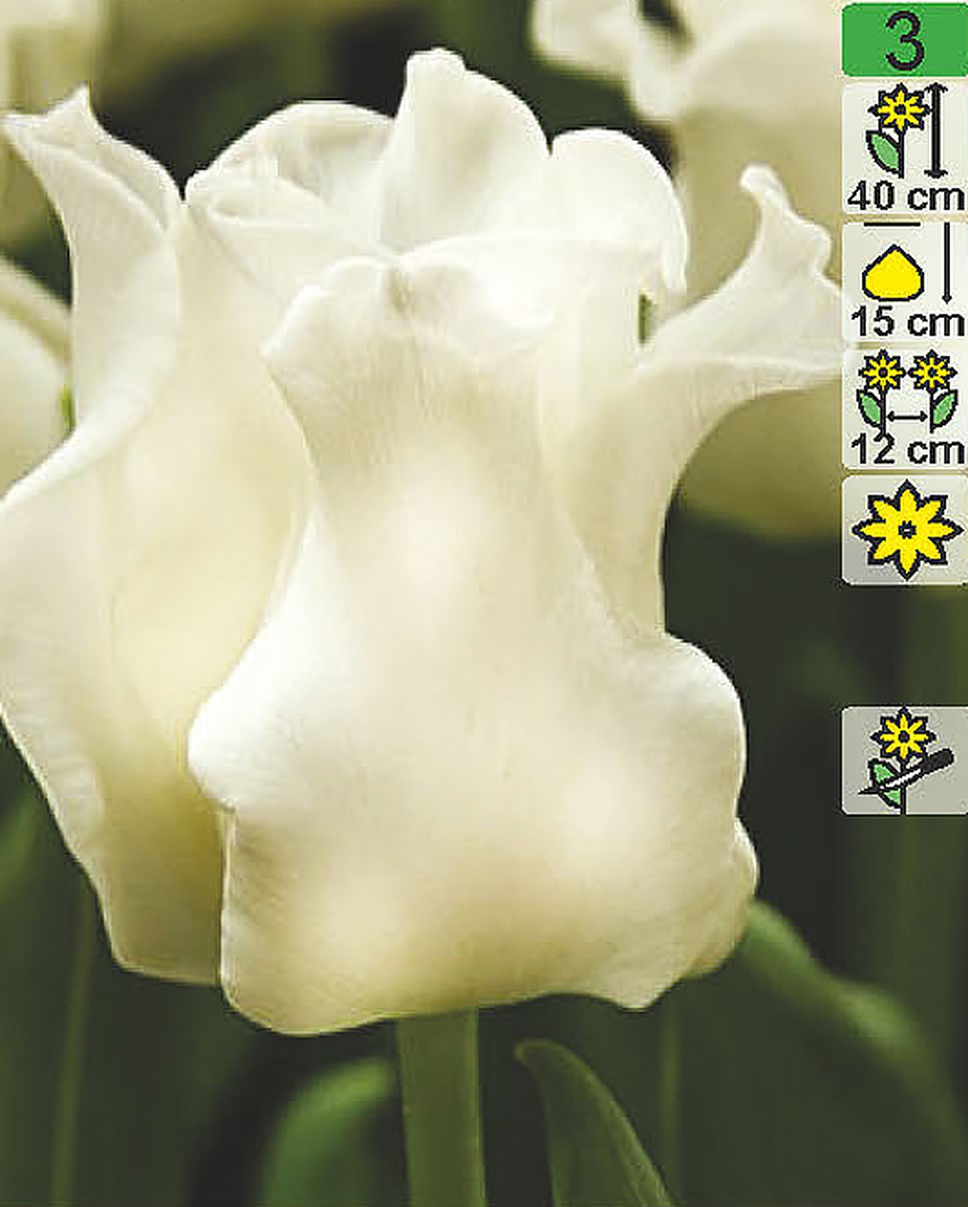 7цветов тюльпан Уайт Либерстар