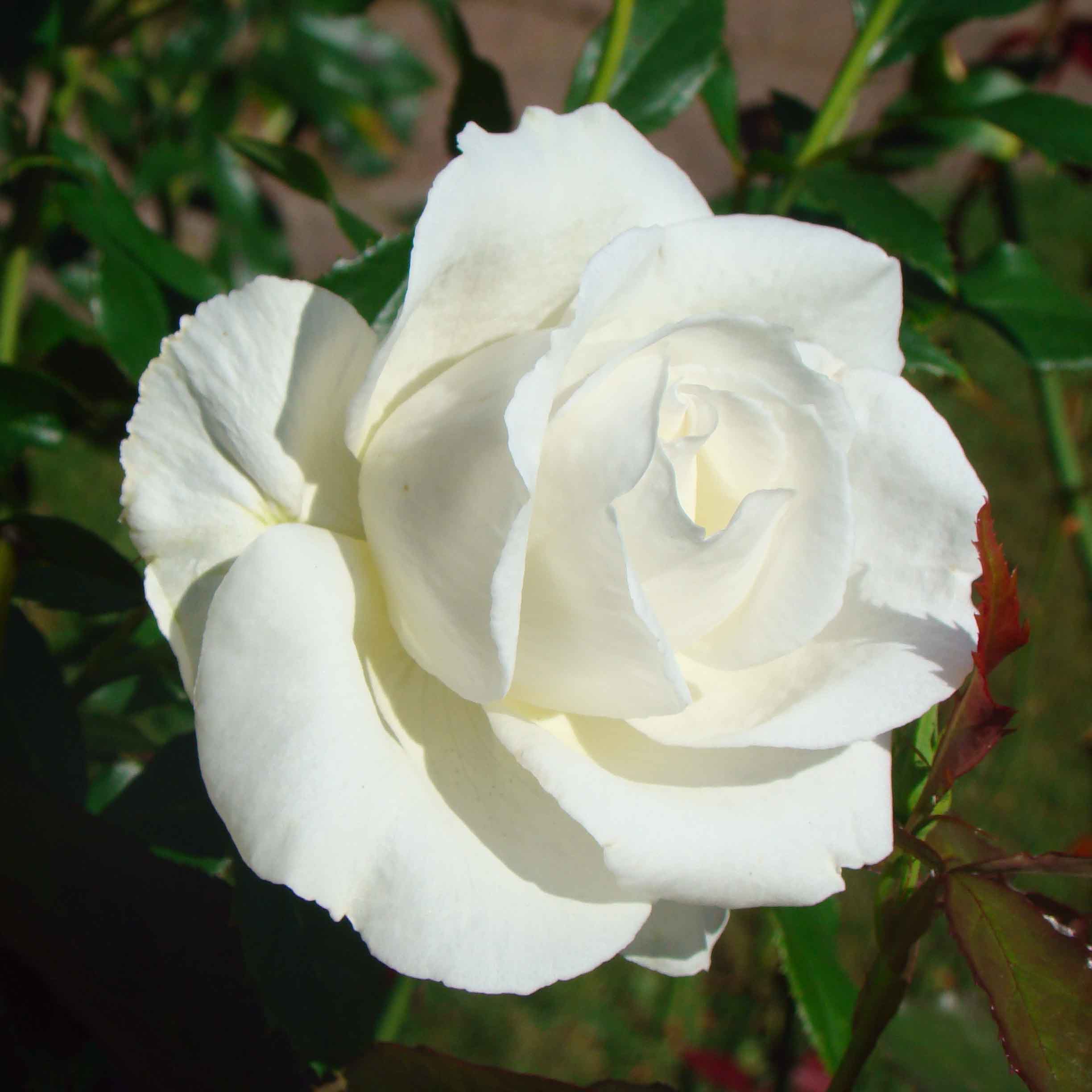 Роза каренза фото