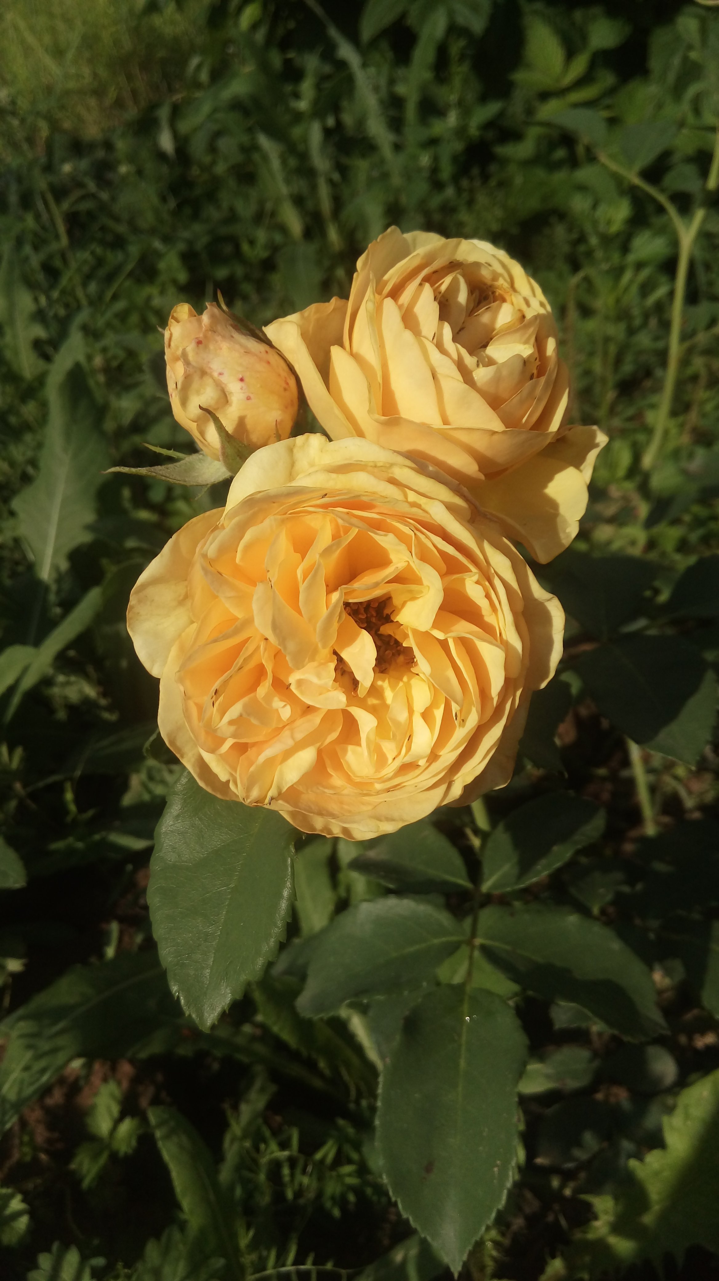 Роза Парковая Карамелла