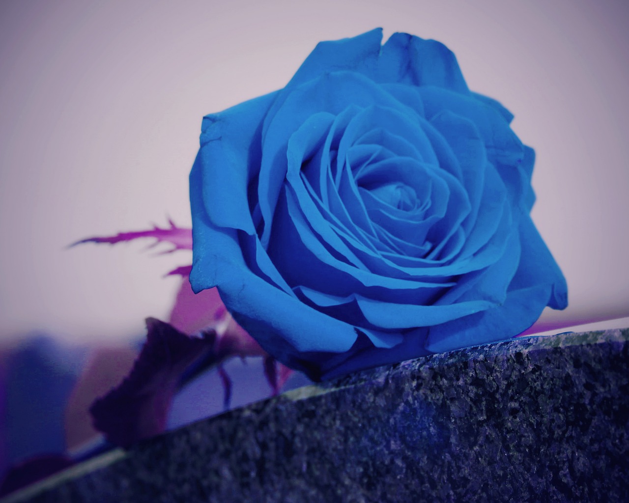 Синие могильные цветы