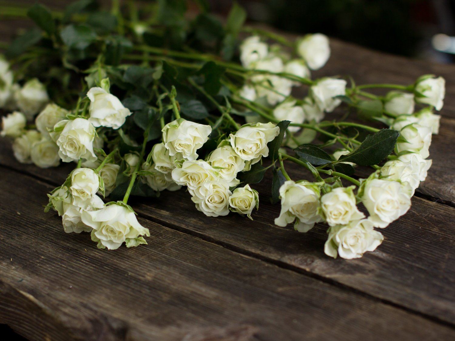 Роза кустовая White Majolika