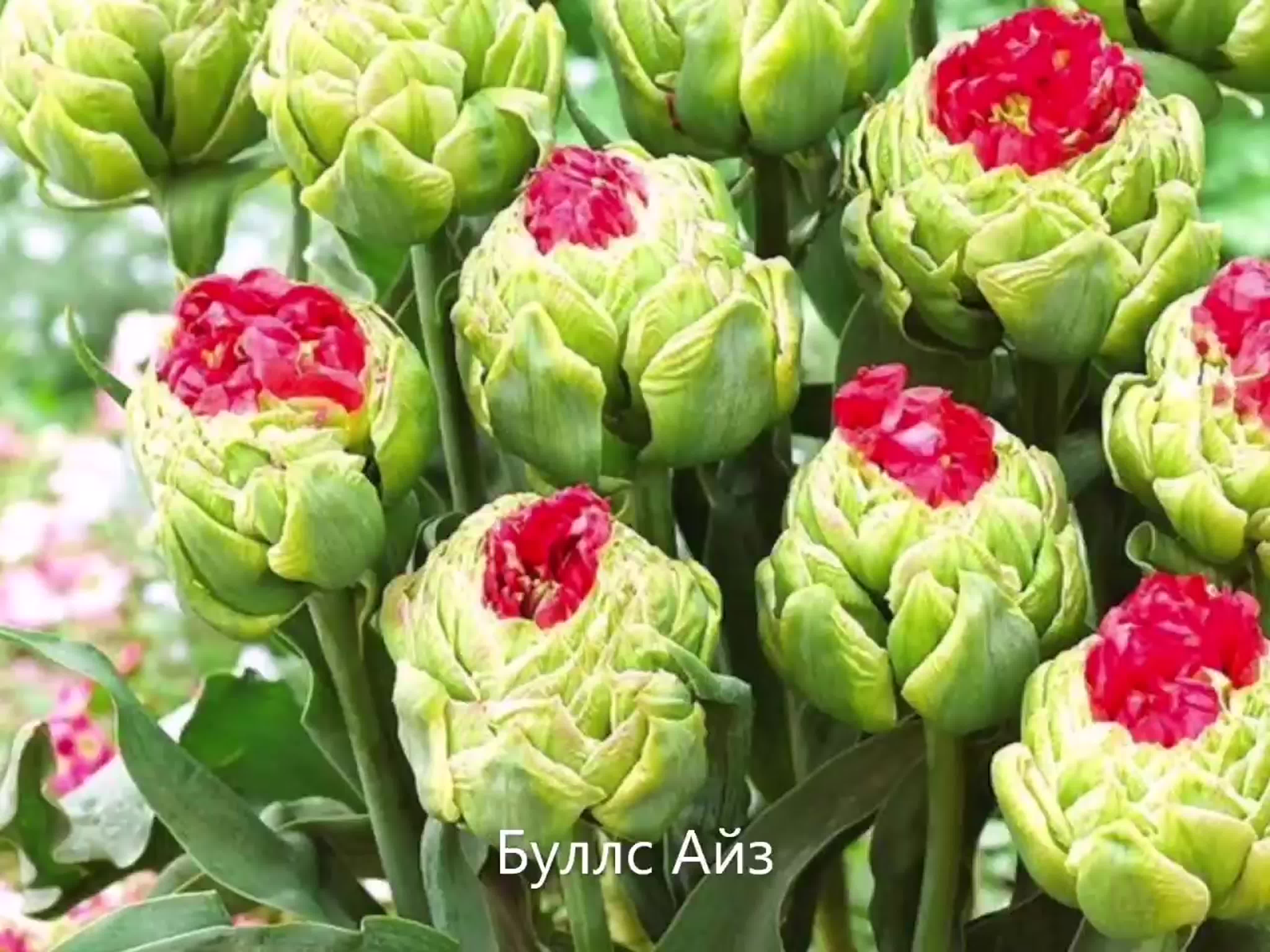 Тюльпаны махровые