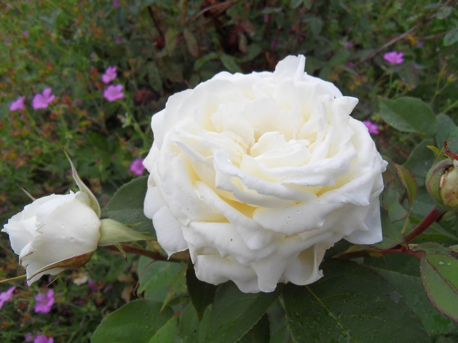 Jeanne Moreau роза