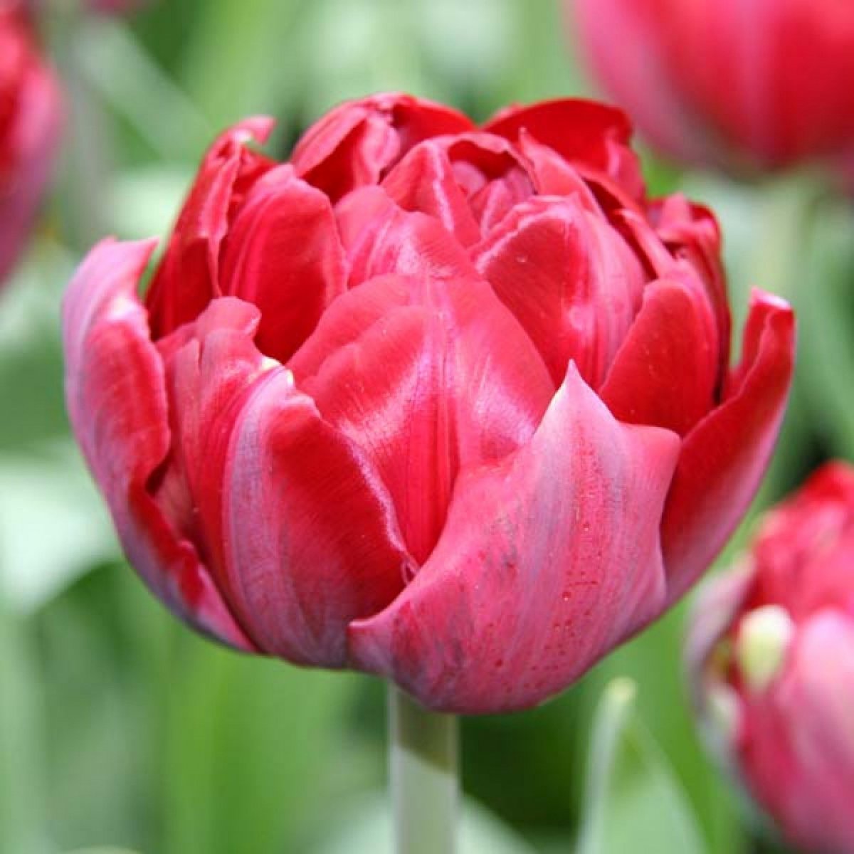 Тюльпан дабл роуз фото и описание