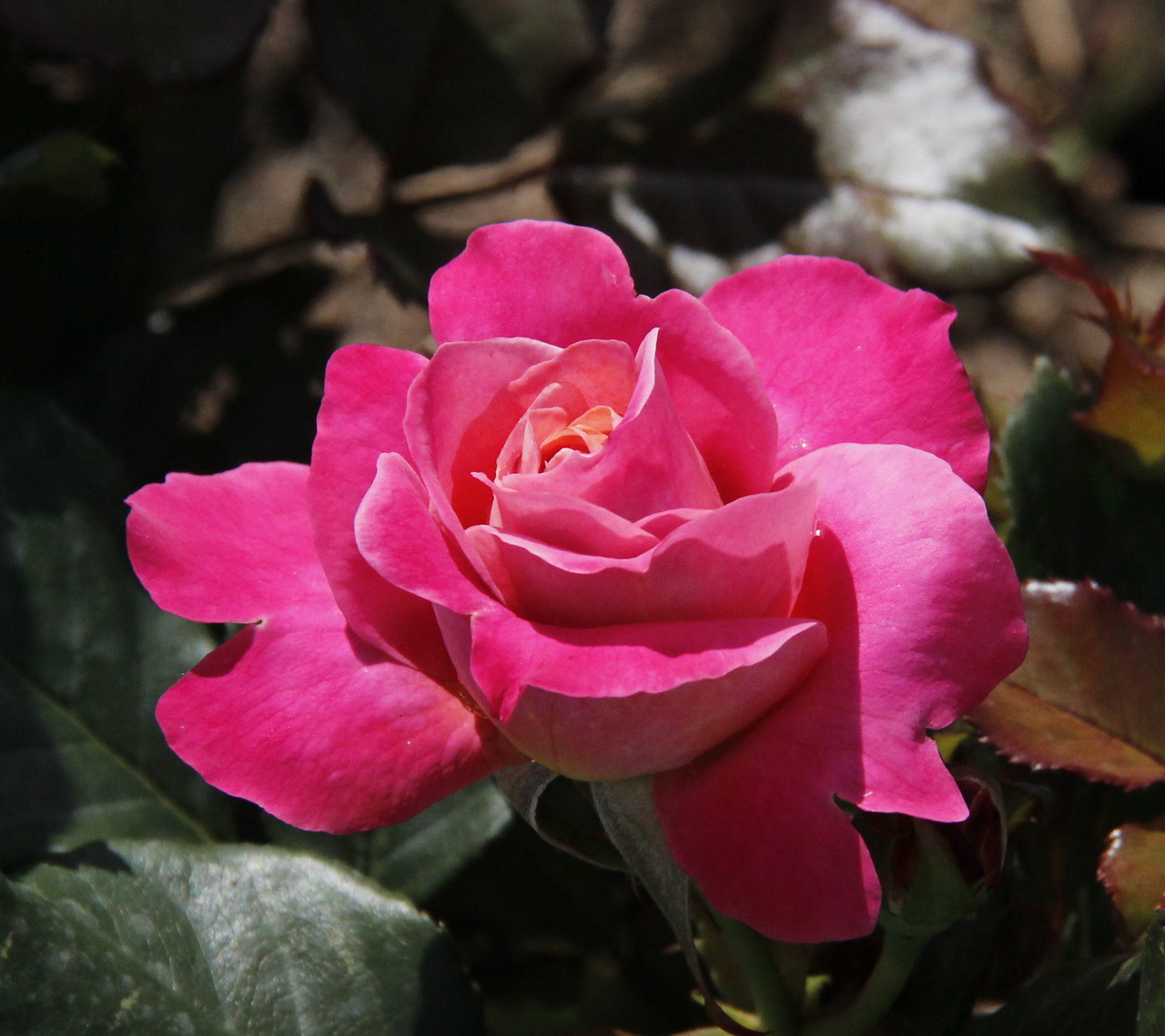 Роза мадонна чайно гибридная фото и описание