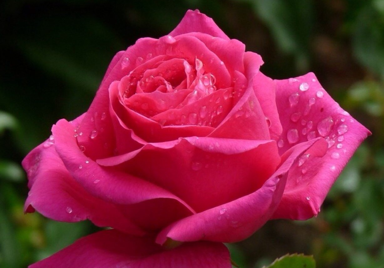 thumb=|Роза флорибунда / Rosa floribunda Tom Tom.