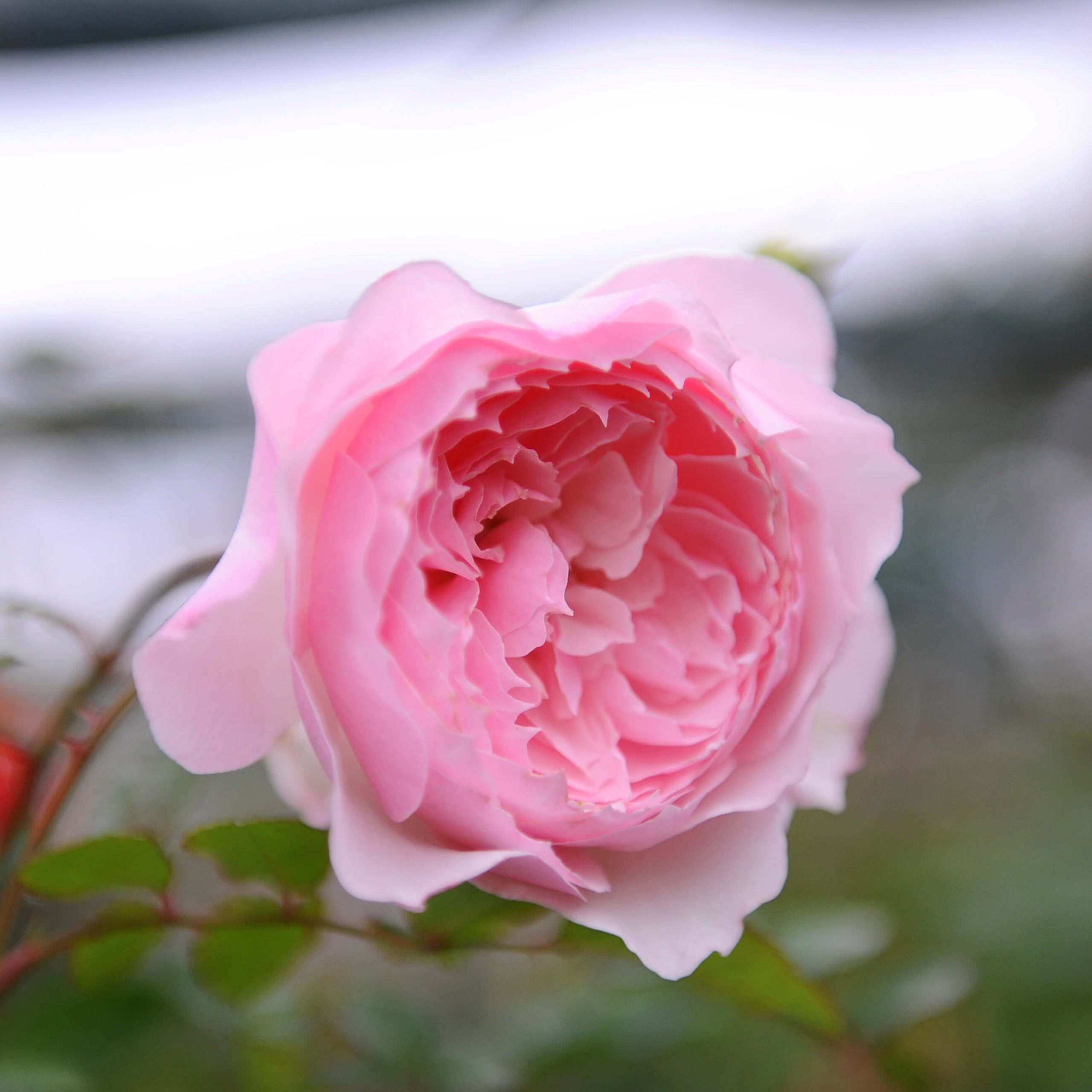 Роза серафим японской селекции фото и описание