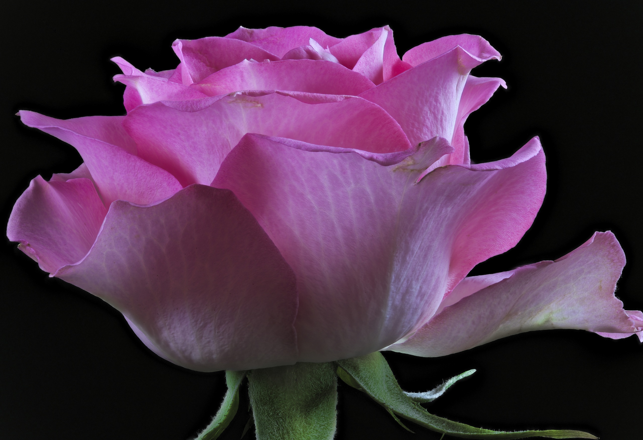 Крупные темно розовые розы