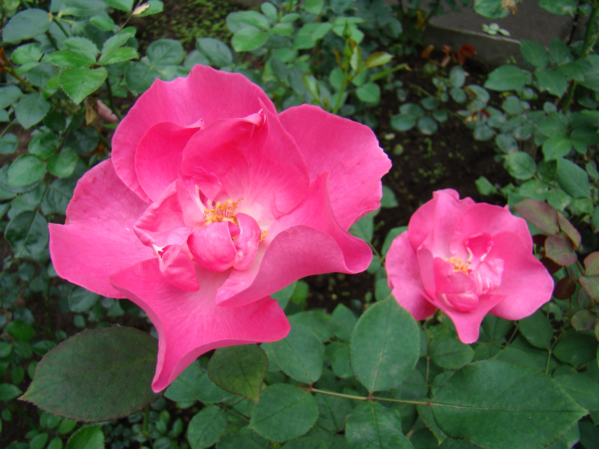 Роза флорибунда цикламен
