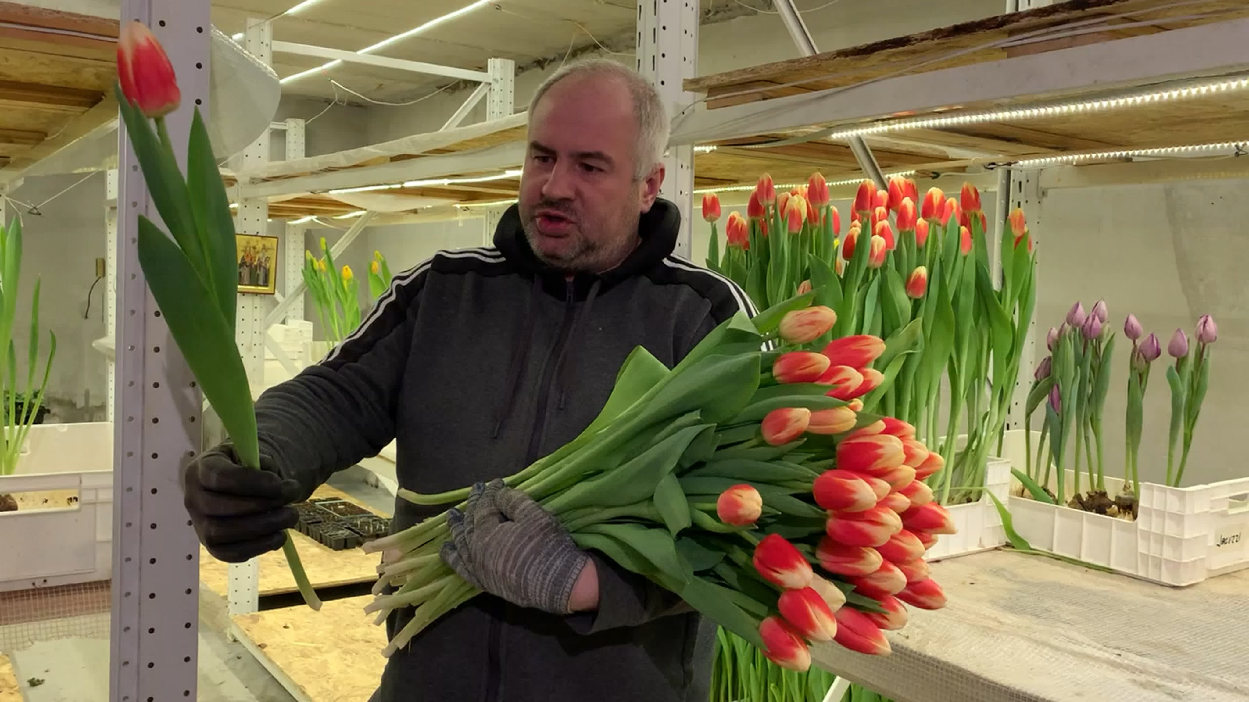 Дударов Николай Викторович тюльпаны