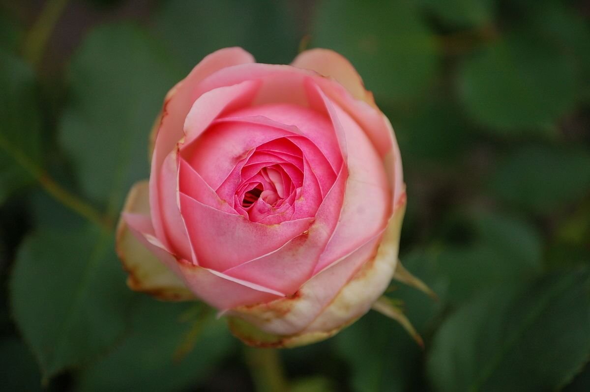 Роза чайно-гибридная Ферст леди