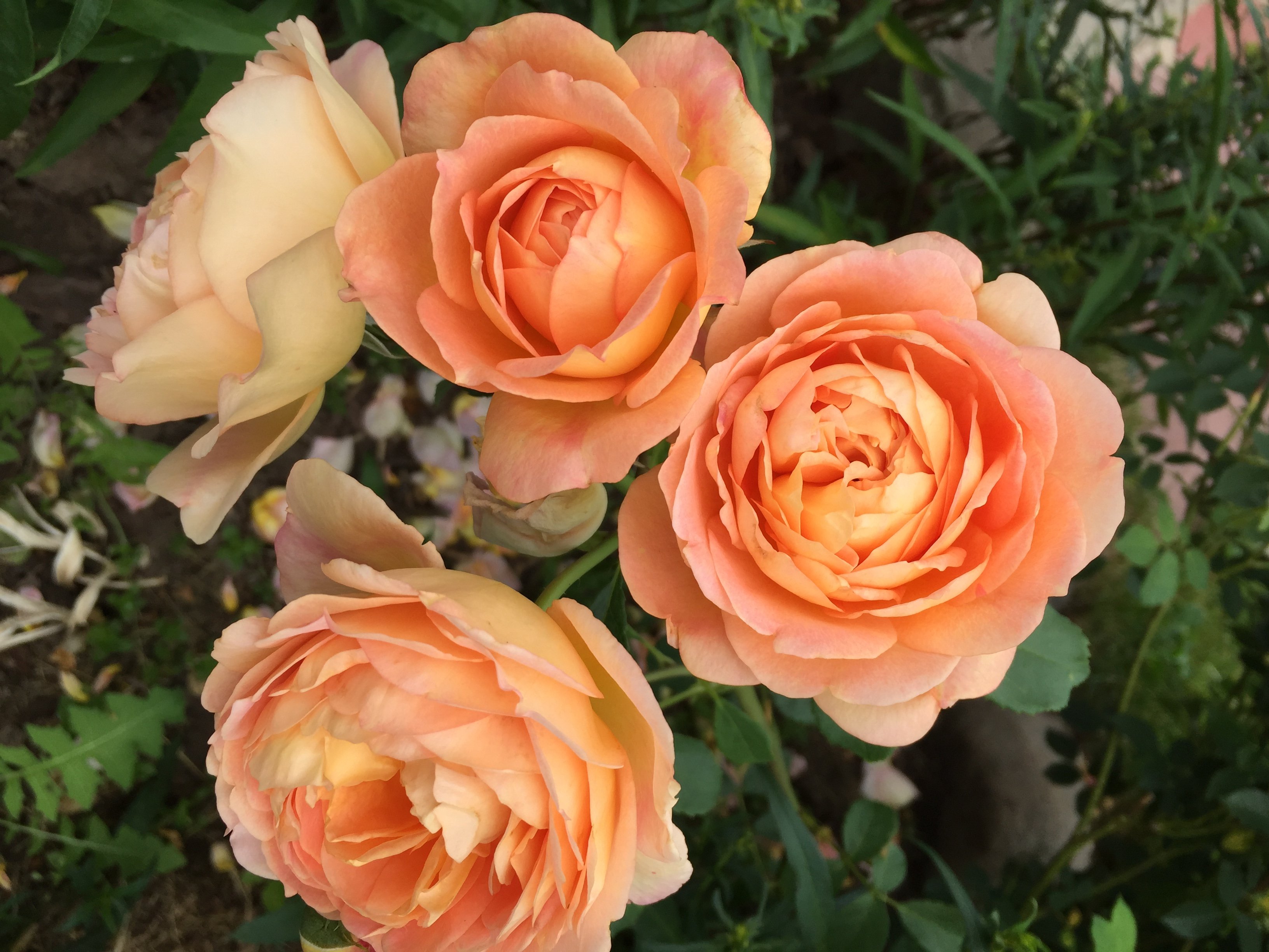 Роза parmida эквадор