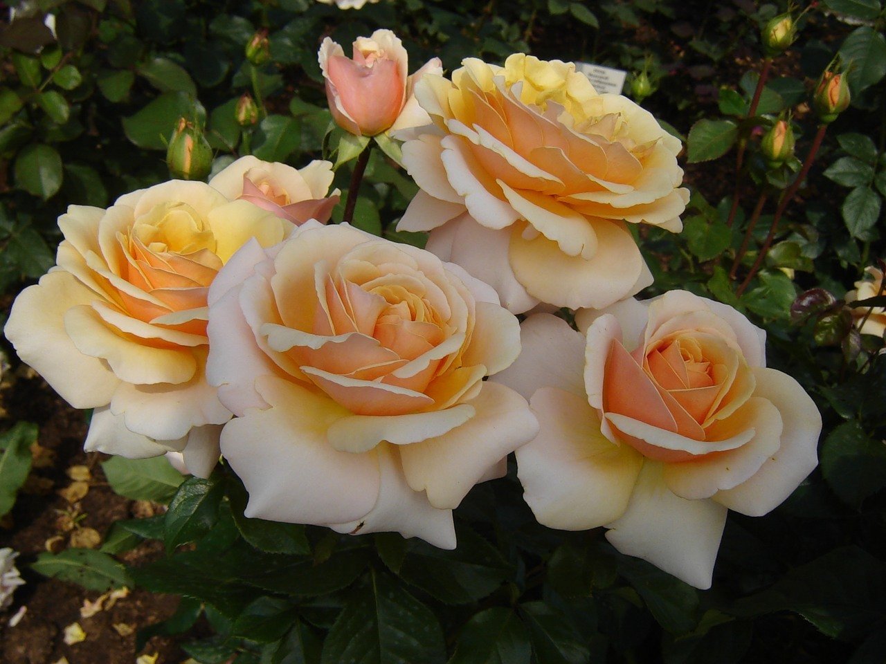 Свит хоней роза флорибунда фото и описание