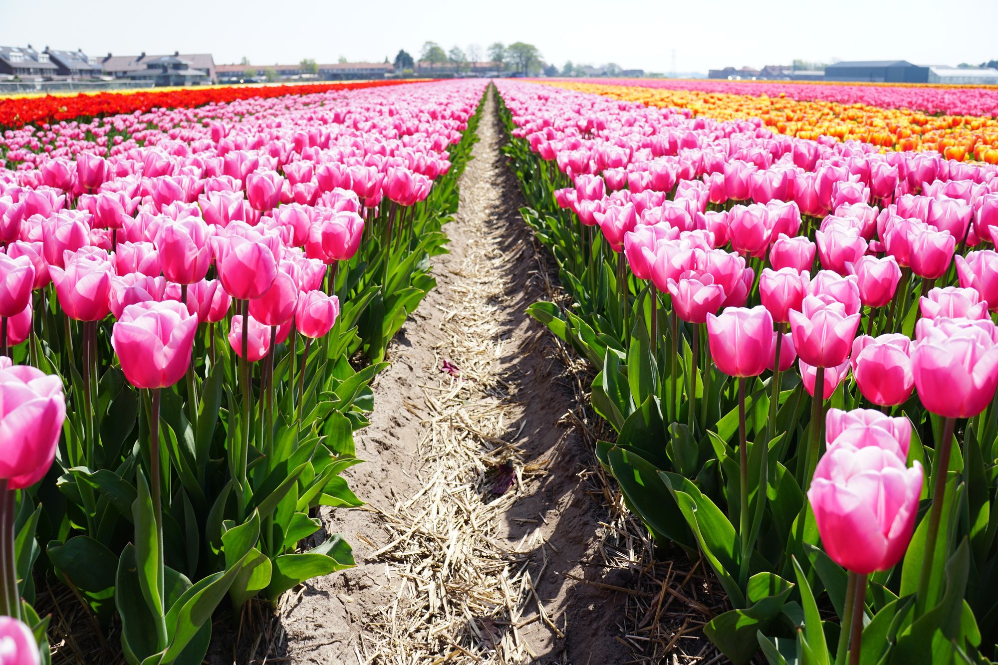 Когда вырастают тюльпаны. Тюльпановые плантации в Голландии. Родина тюльпанов Голландия. Голландские бордюрные тюльпаны. Тюльпановые луковицы голландских.
