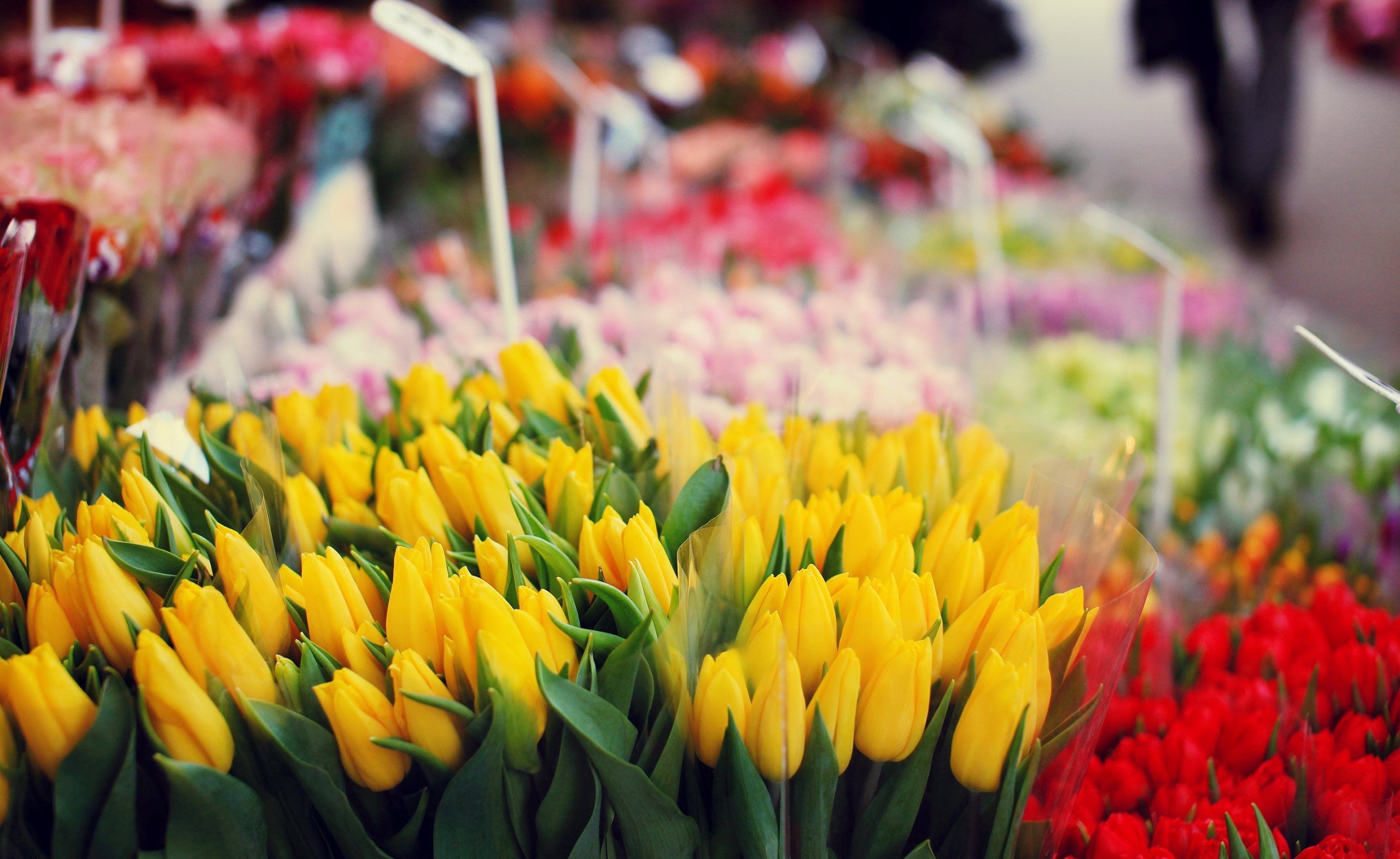 Новый цветочный рынок. Цветы тюльпаны. Расцветки тюльпанов. Охапка тюльпанов. Тюльпаны на рынке.