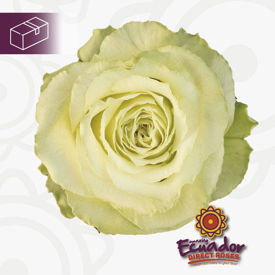Салма роза Эквадор фото