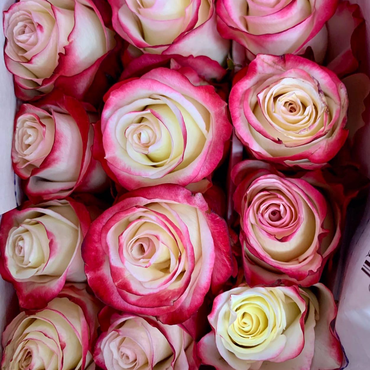 Роза рослин фото эквадор