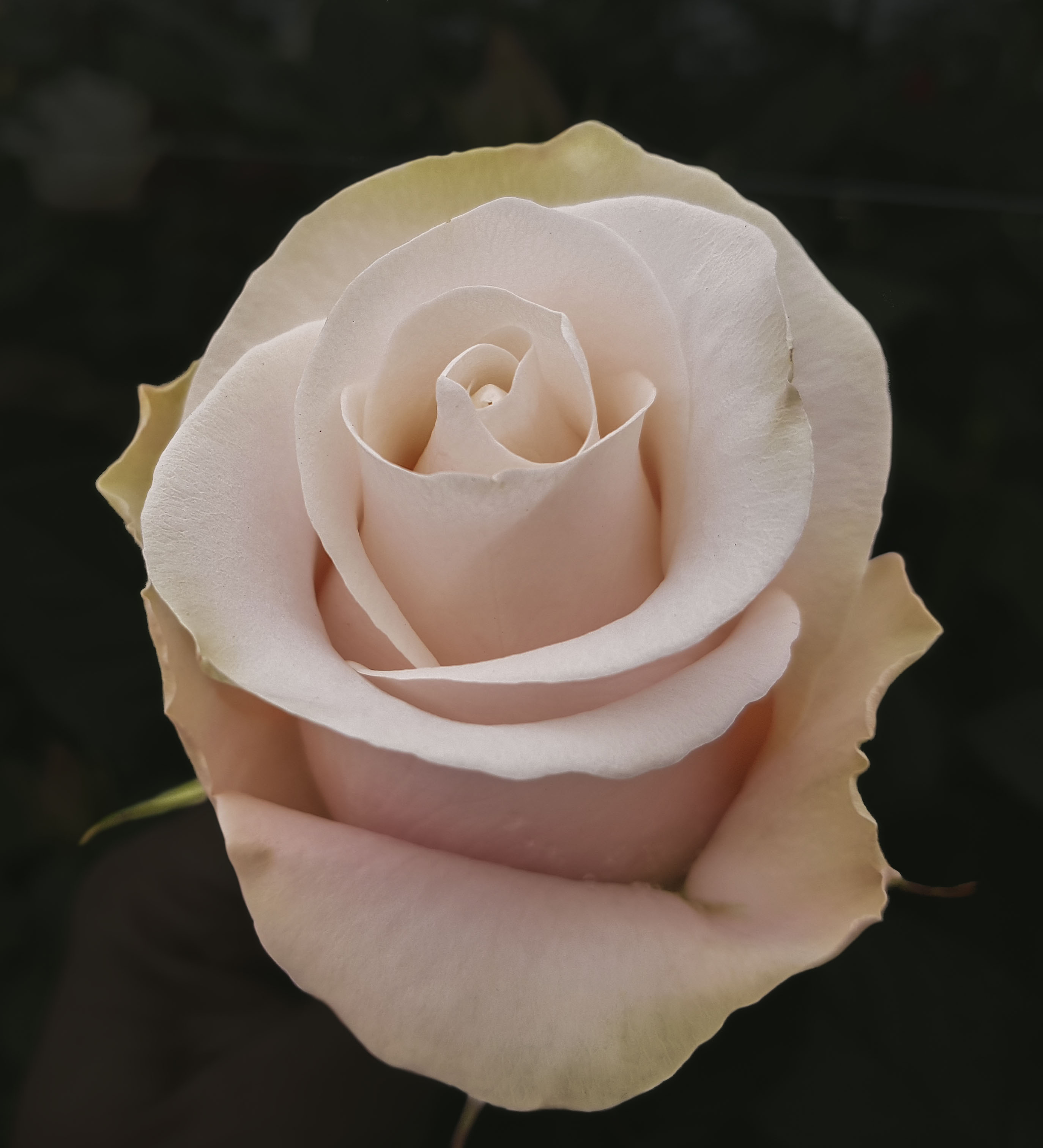 Бланш роза эквадор фото