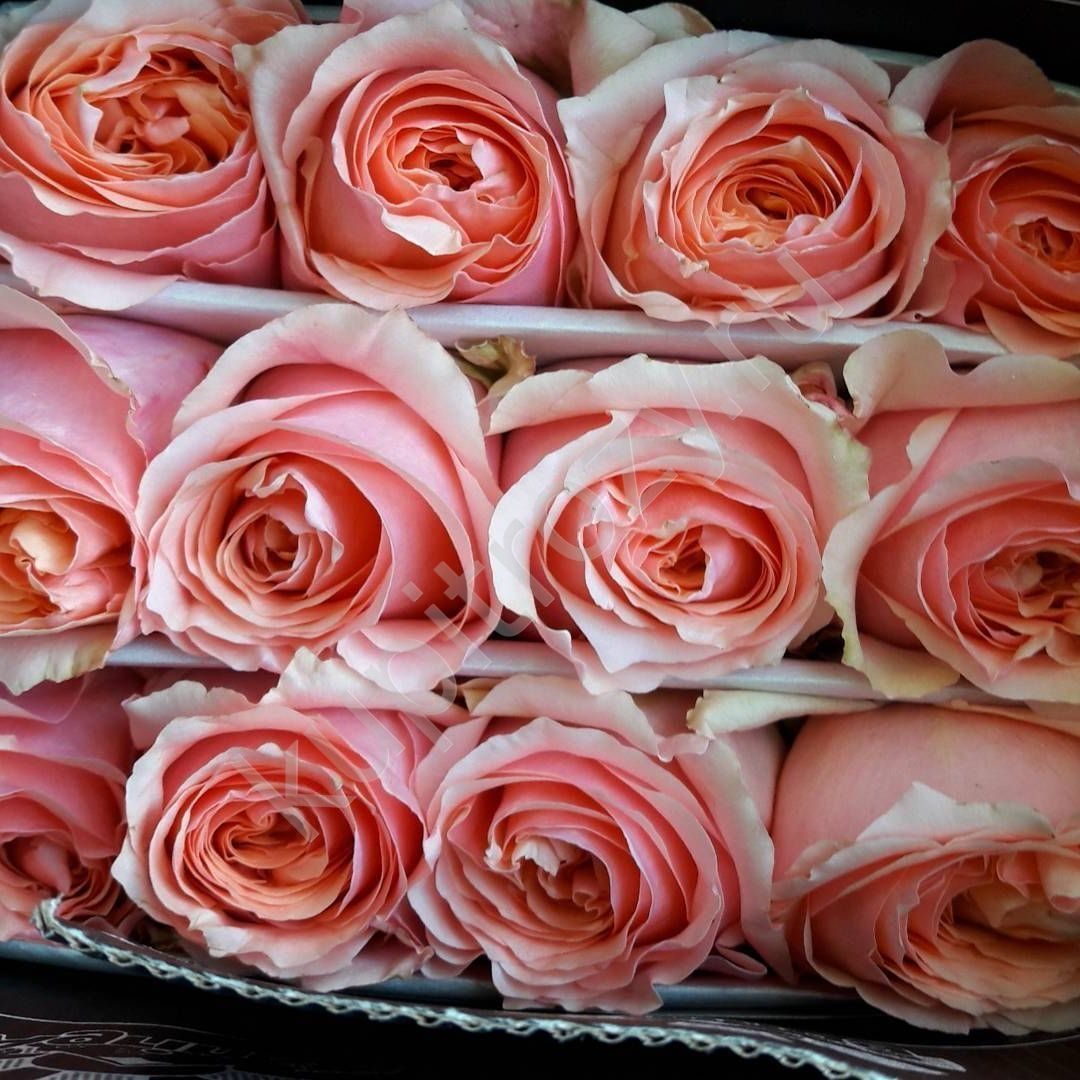 Роза топаз эквадор фото