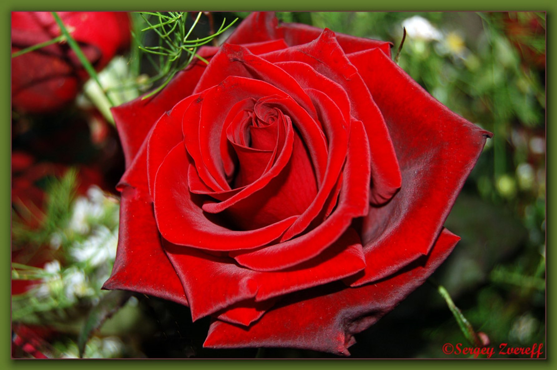 Розы алый Карсон букет