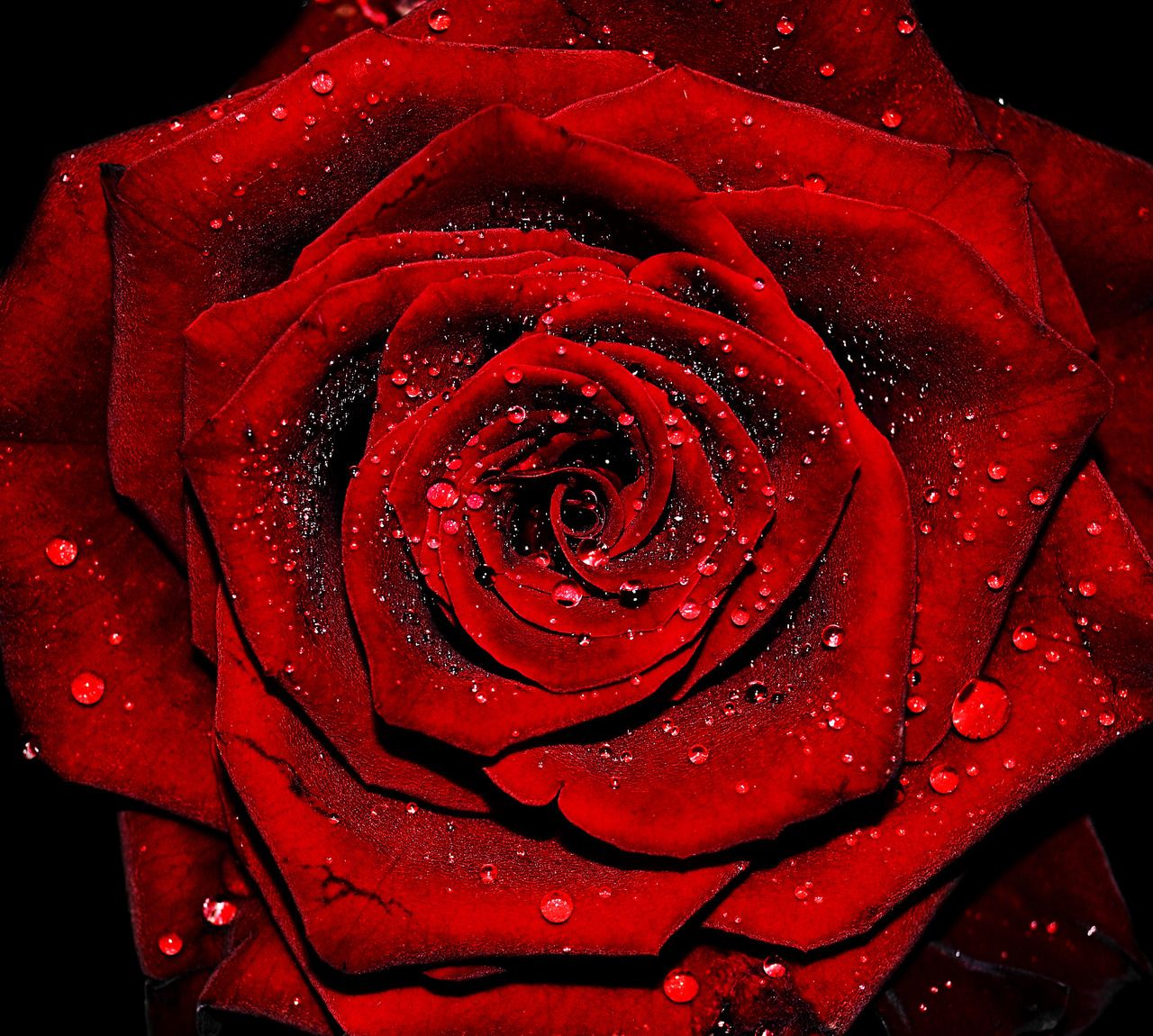 Красные Алые Розы
