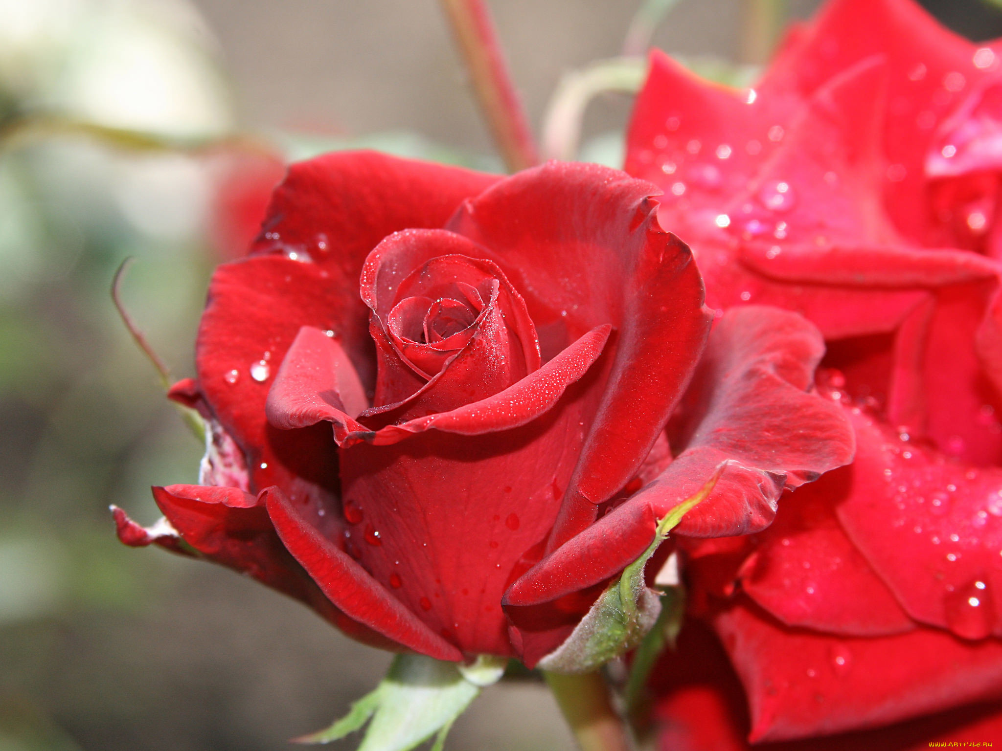 Букет роз в росе
