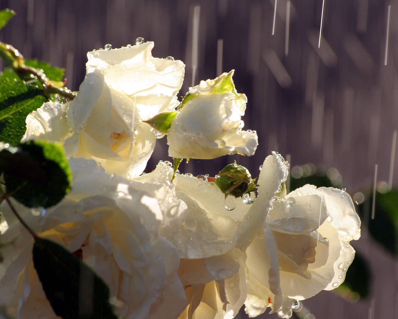 Белые розы с капельками воды