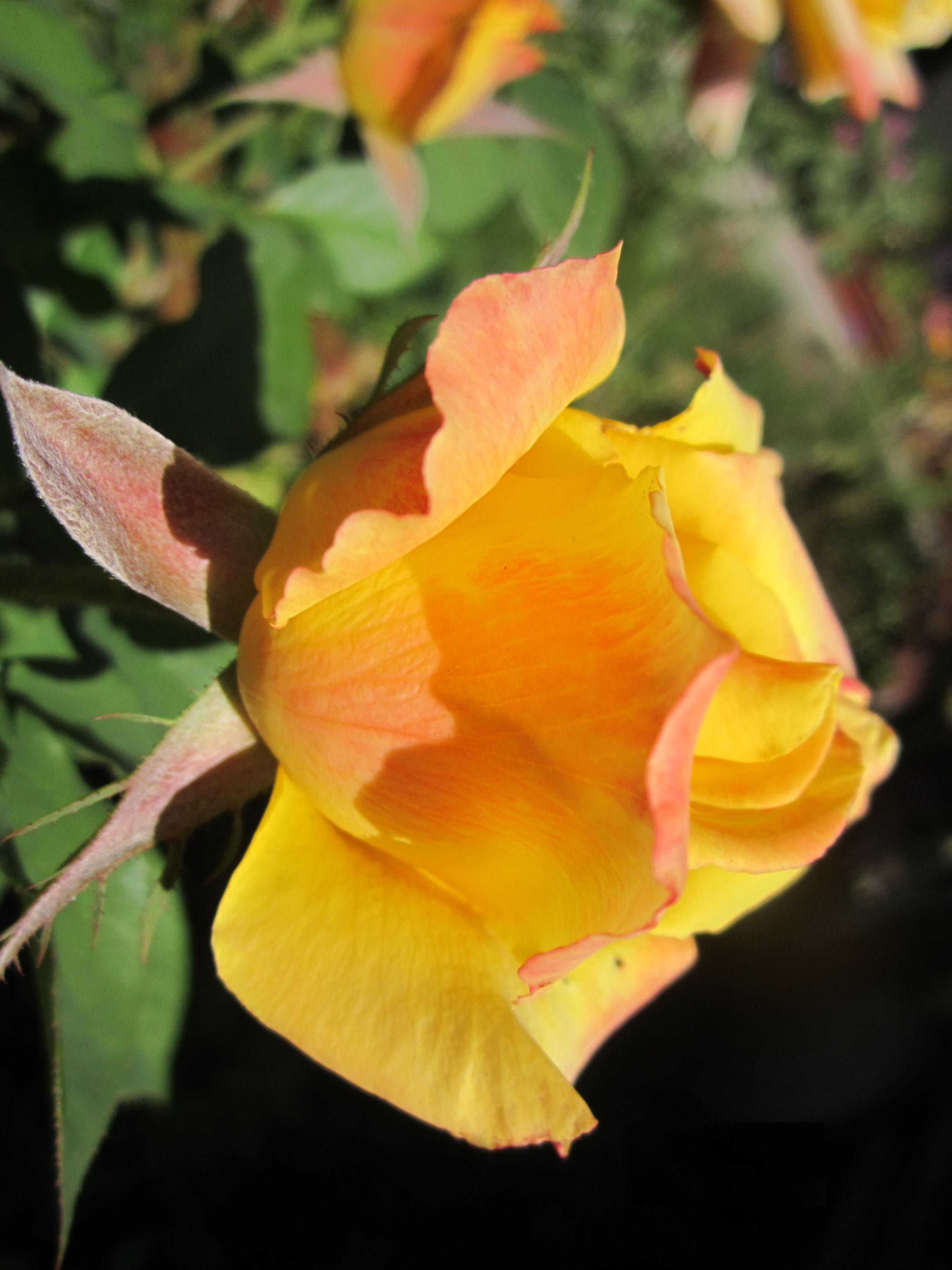 Роза мохана фото и описание