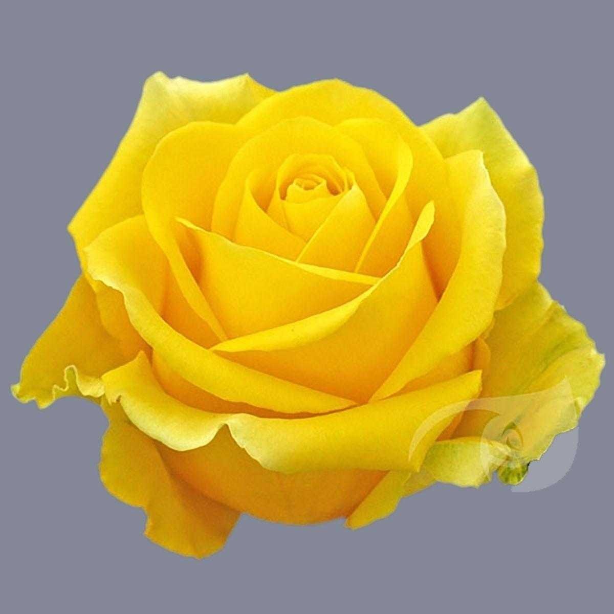 Роза чайно гибридная мохана фото и описание