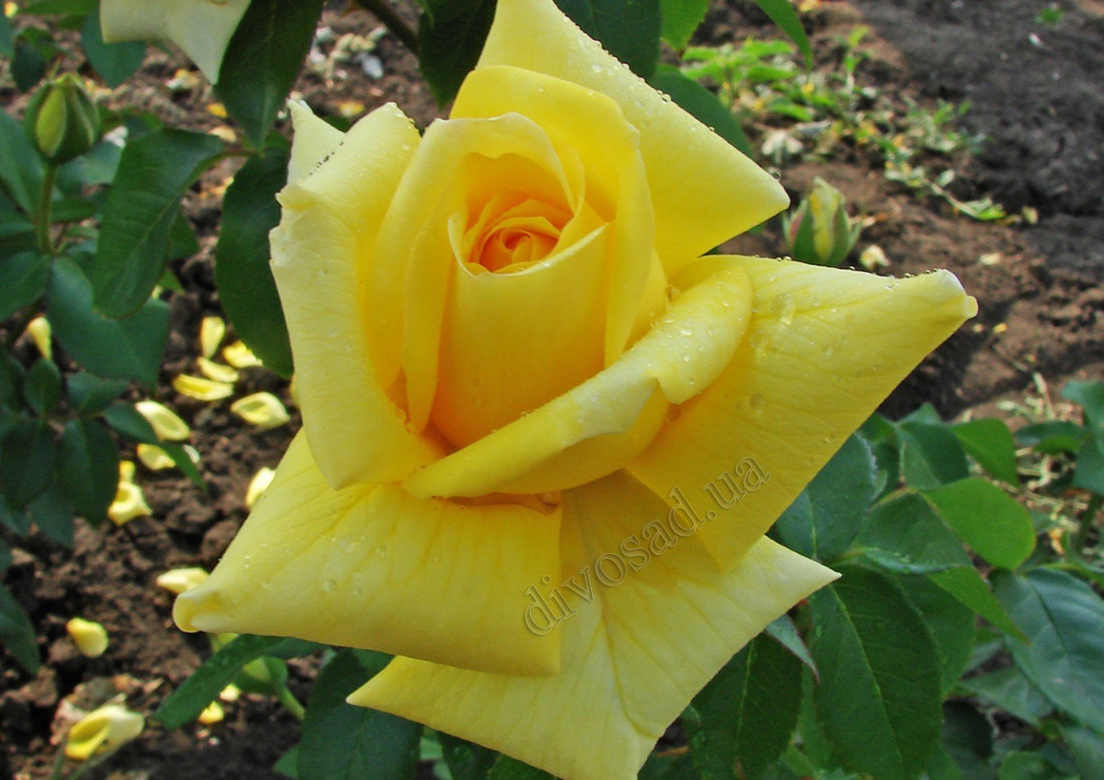 Роза чайно-гибридная Ландора желтая