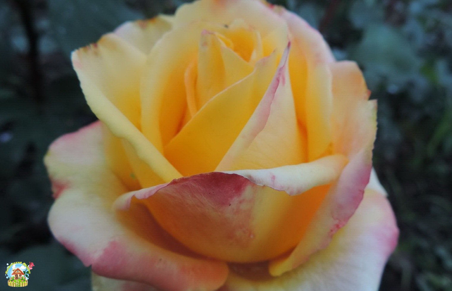 Сорт роза мохана фото