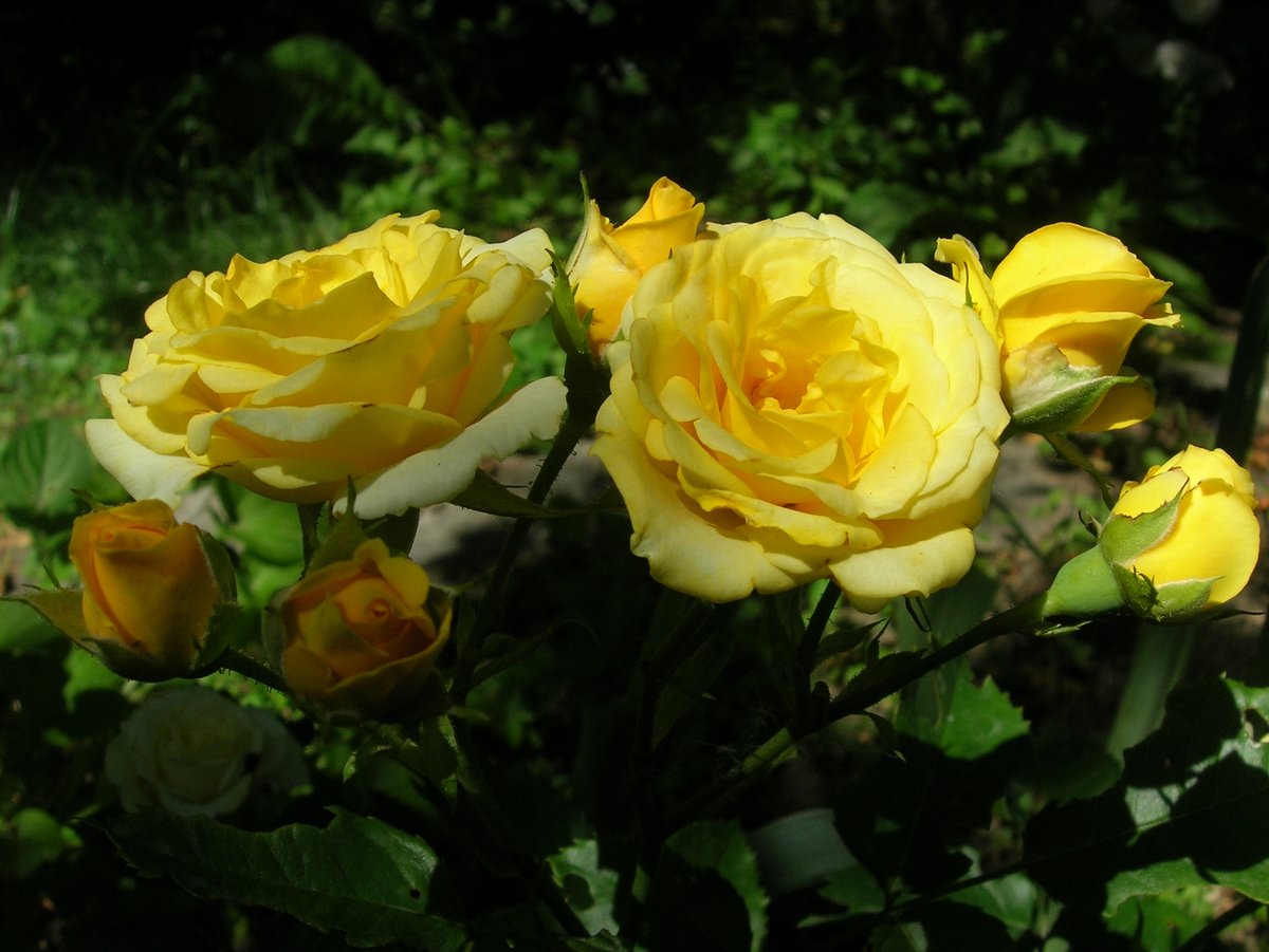 Роза золотая магия фото описание