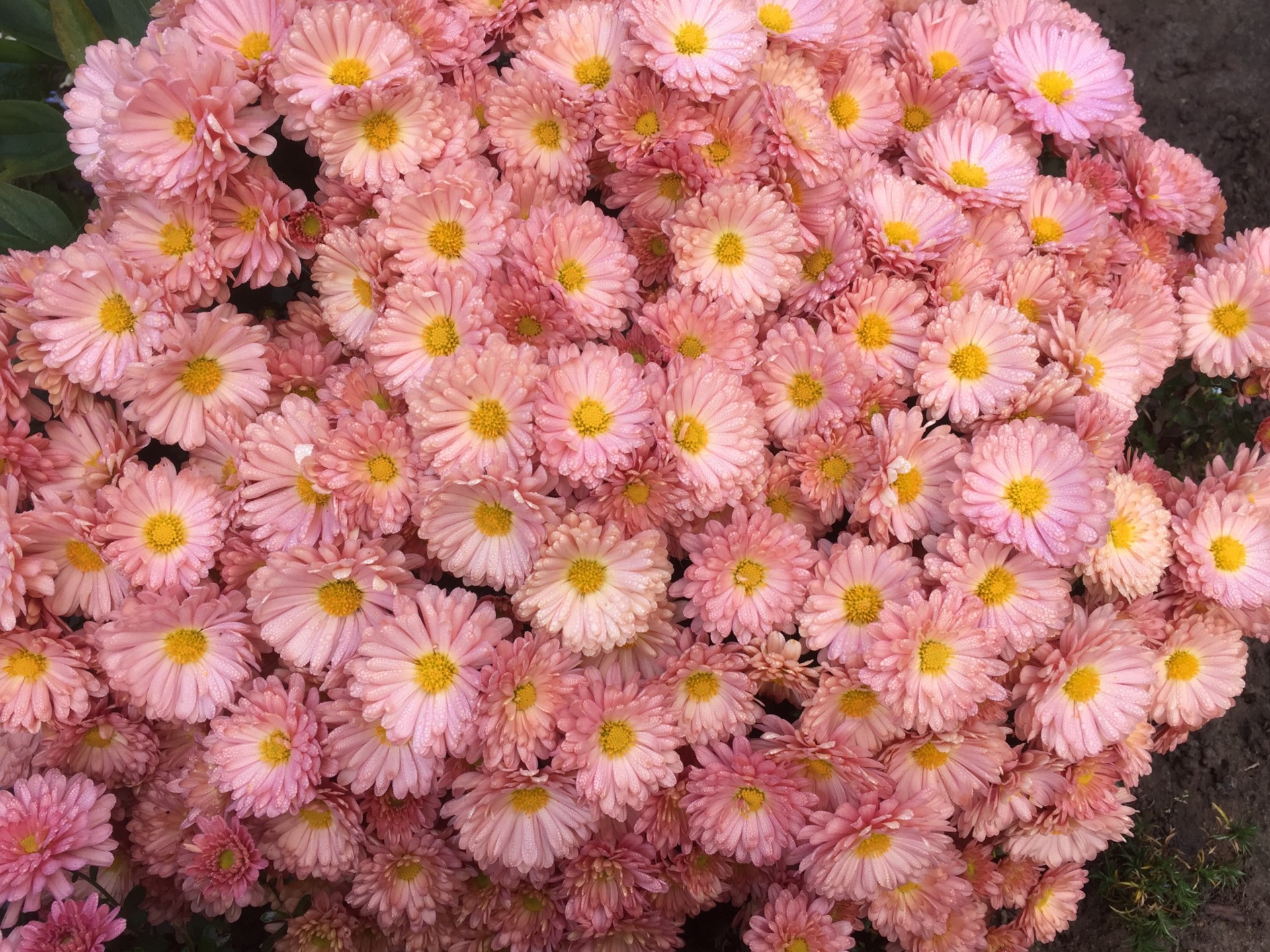 Хризантема мультифлора мелкоцветковая