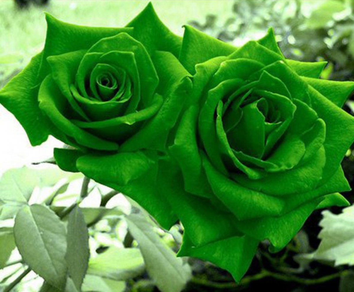Зеленая роза лимбо (75 фото) .