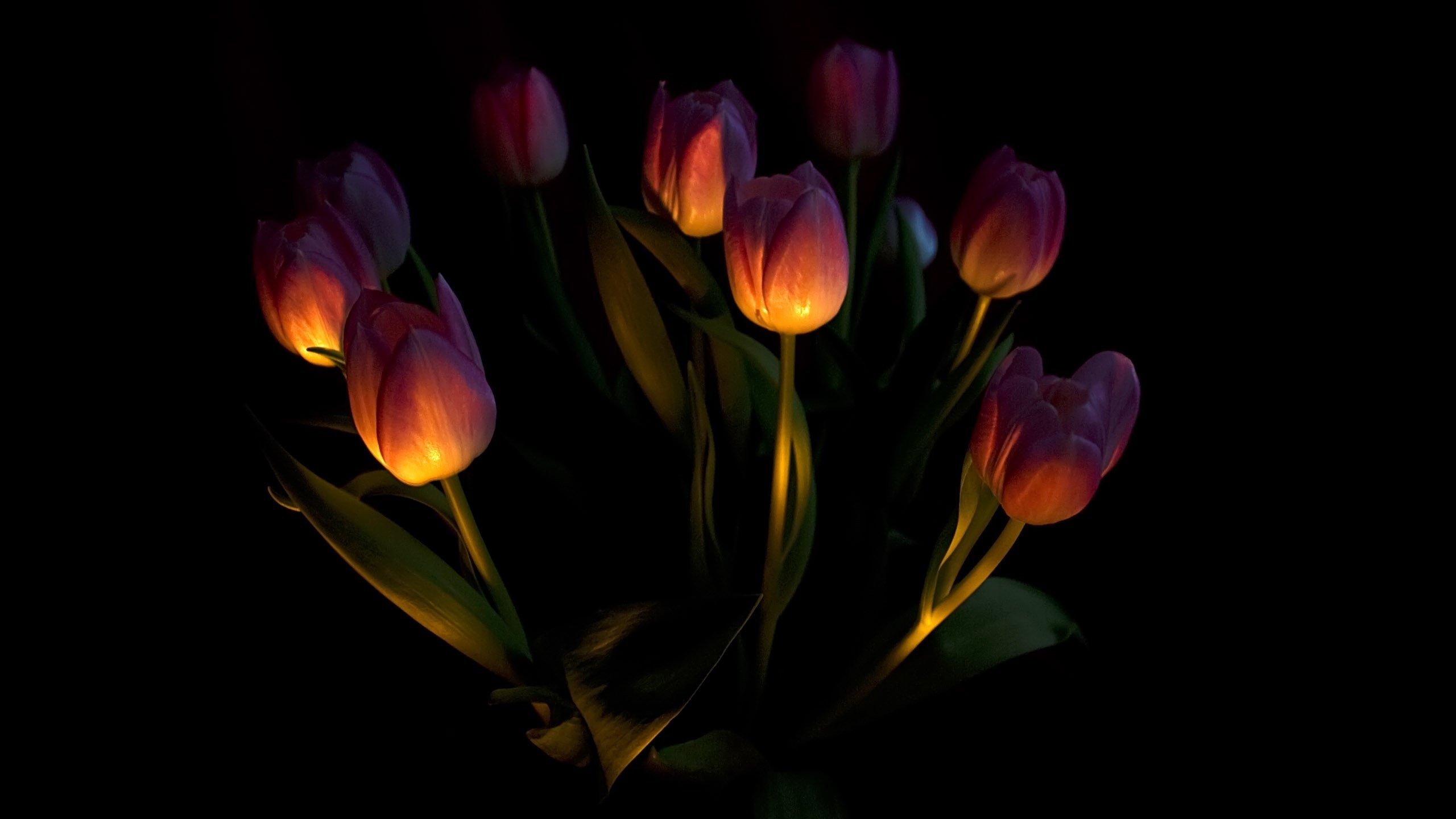 тюльпаны ночью фото