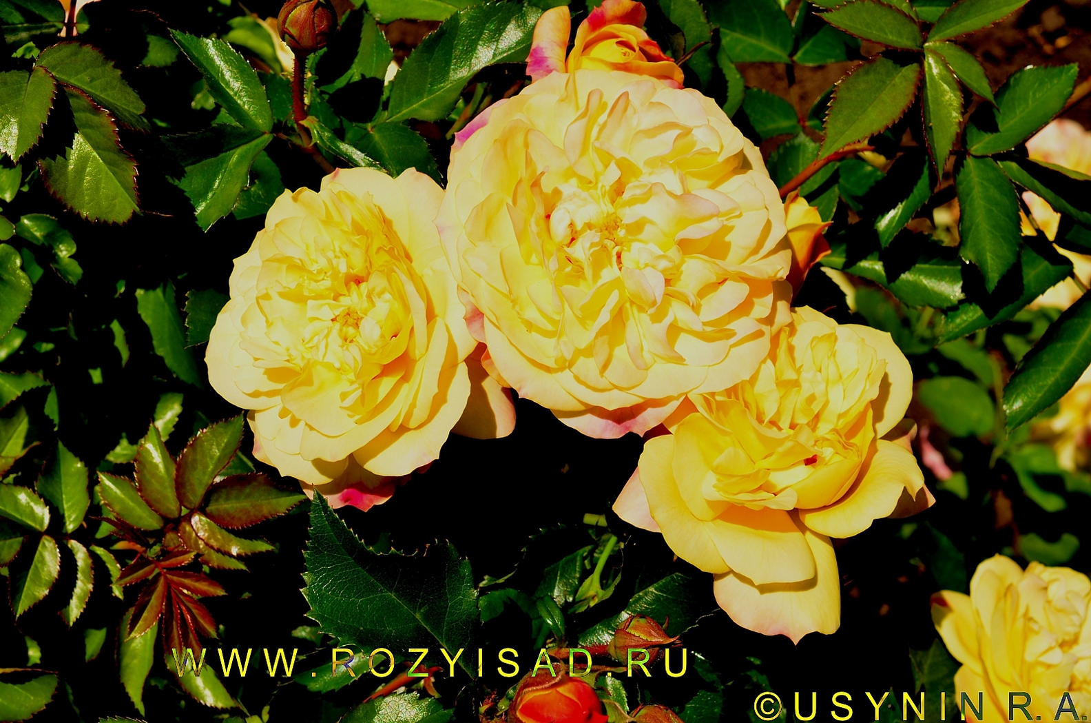 Роза лампион Чеховский сад