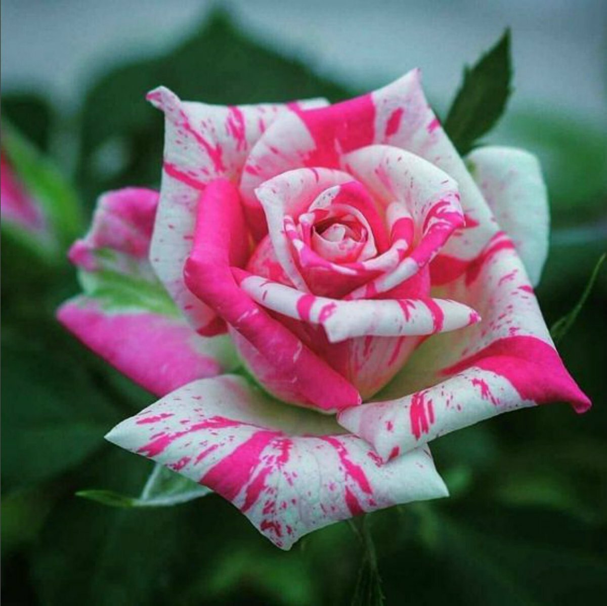 Необычные картинки роз