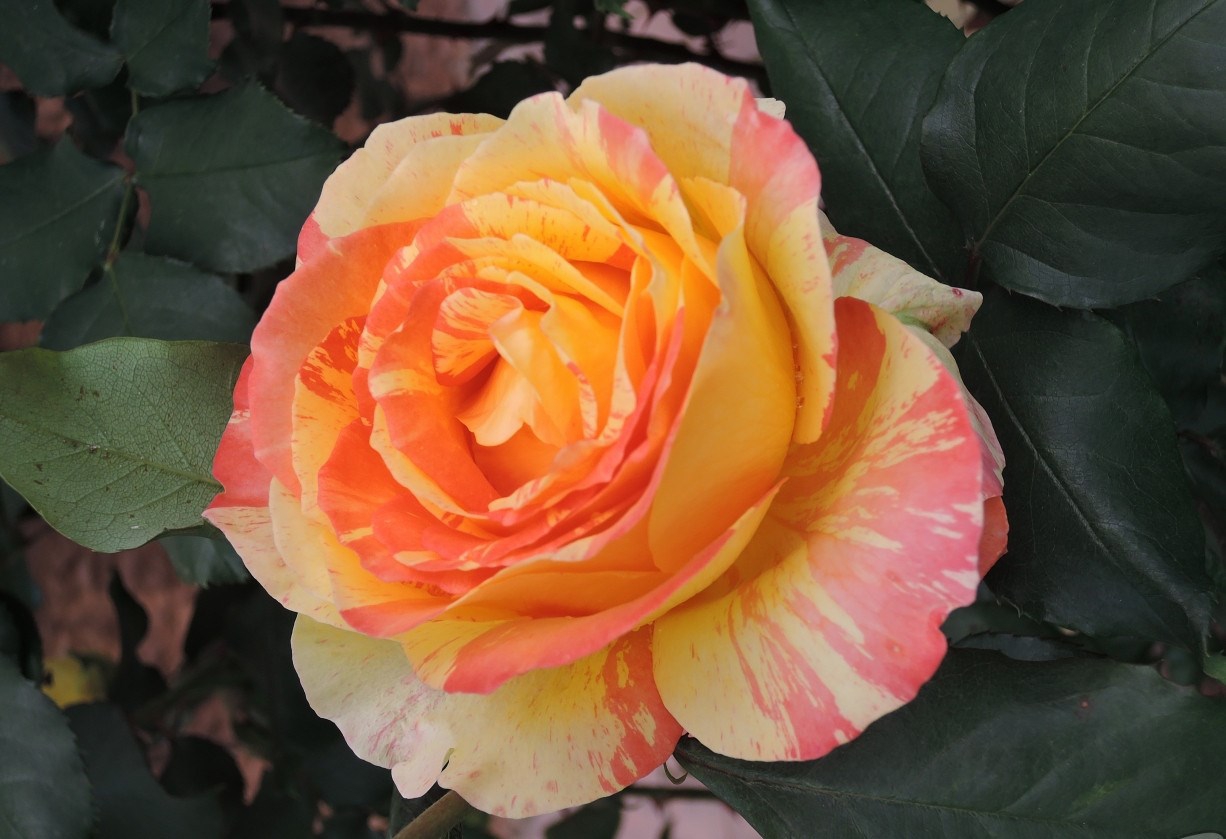 Роза чайно-гибридная Marvelle